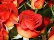 unknow artist Realistic Red Roses oil painting
